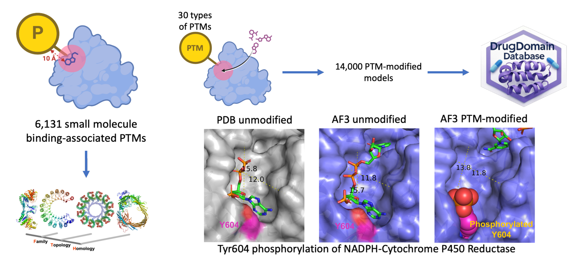 Leveraging AI to explore structural contexts of post-translational modifications in drug binding