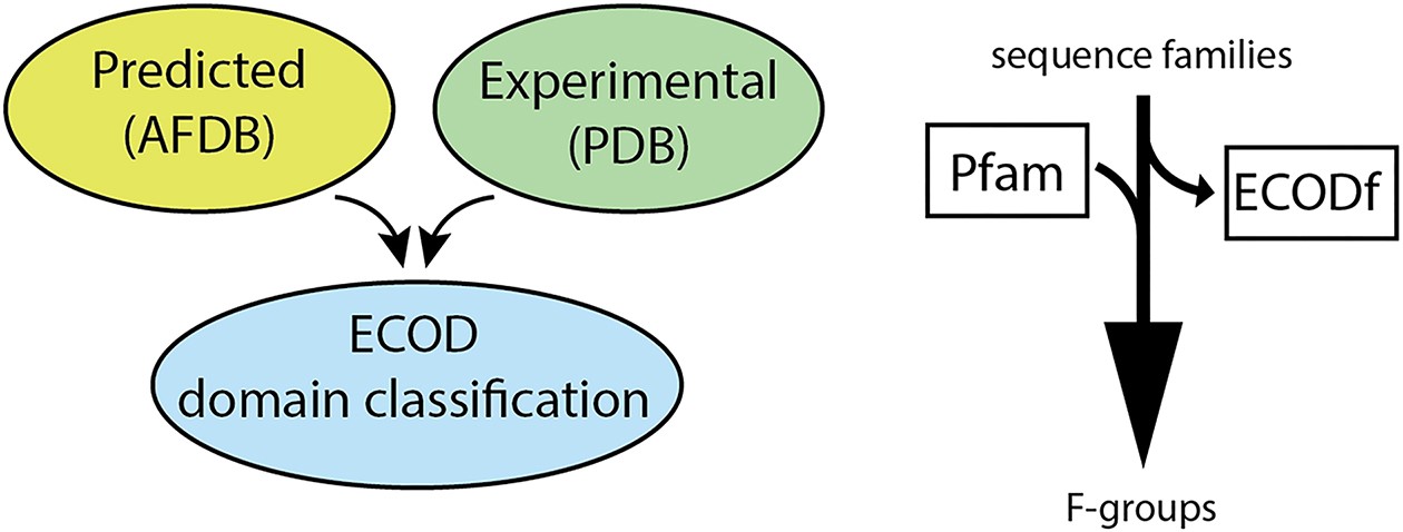 ECOD: integrating classifications of protein domains from experimental and predicted structures