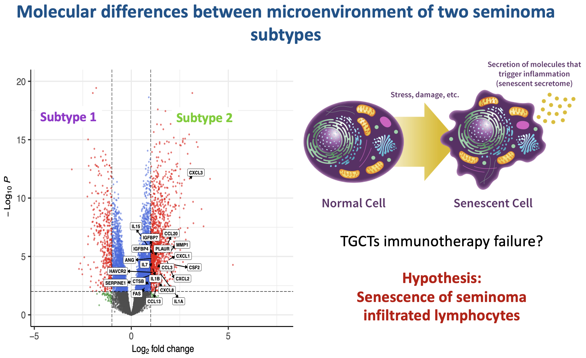 Seminoma subtypes differ in the organization and functional state of the immune microenvironment
