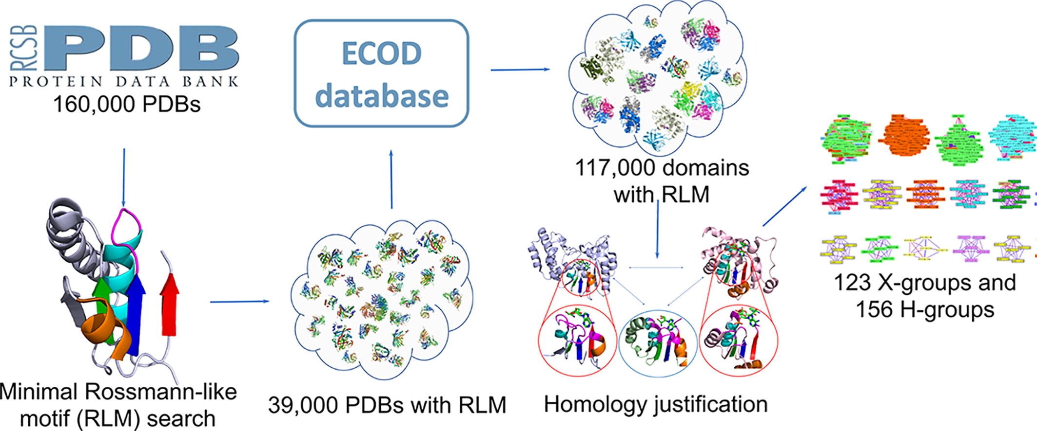 A Fifth of the Protein World: Rossmann-like Proteins as an Evolutionarily Successful Structural unit