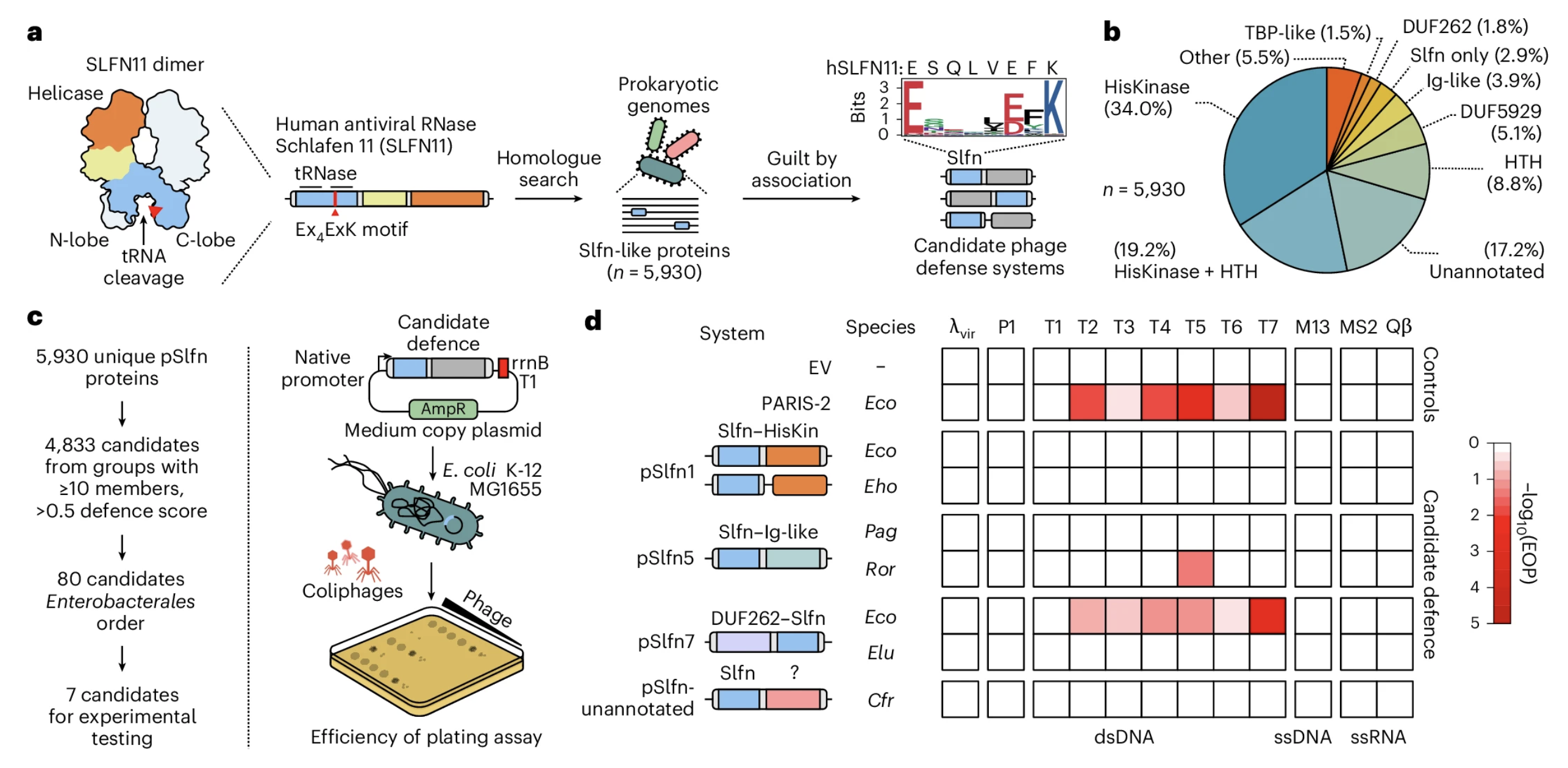 Bacterial Schlafen proteins mediate phage defence